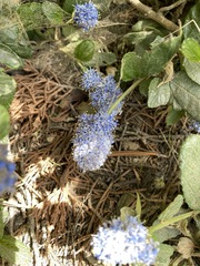 Ceanothus thyrsiflorus griseus