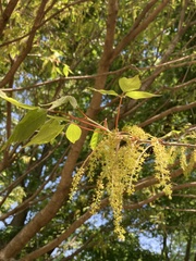Acer cissifolium