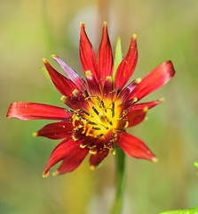 Tragopogon balcanicus
