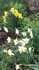 Narcissus pseudonarcissus