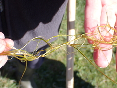 Zannichellia palustris