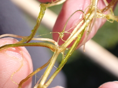 Zannichellia palustris