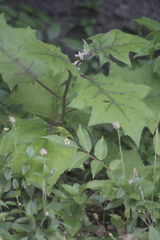 Solanum stramoniifolium