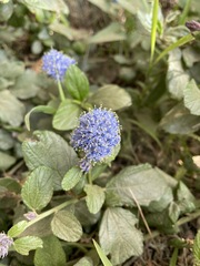 Ceanothus thyrsiflorus griseus