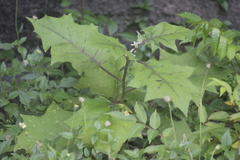 Solanum stramoniifolium
