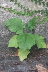 Solanum stramoniifolium