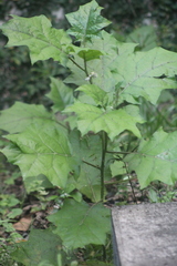 Solanum stramoniifolium