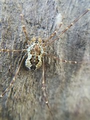 Megabunus diadema