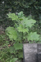 Solanum stramoniifolium
