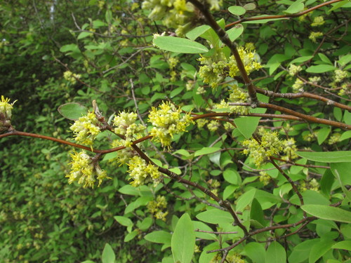 Olearia fragrantissima Petrie
