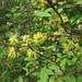 Olearia fragrantissima - Photo (c) John Barkla, alguns direitos reservados (CC BY), uploaded by John Barkla