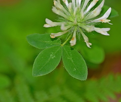 Trifolium pignantii