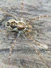 Megabunus diadema