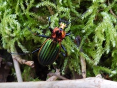 Carabus lineatus lateralis