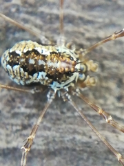Megabunus diadema