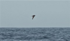 Stercorarius pomarinus