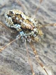 Megabunus diadema