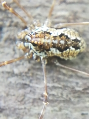 Megabunus diadema