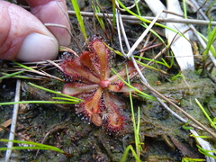 Drosera venusta