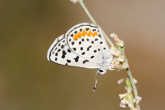 Euphilotes rita rita