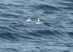 Synthliboramphus antiquus