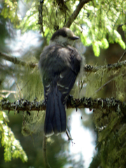 Perisoreus canadensis image