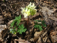 Corydalis caucasica