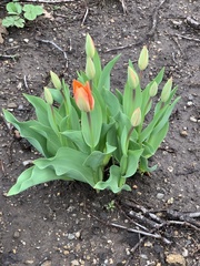 Tulipa
