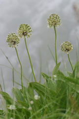 Allium victorialis