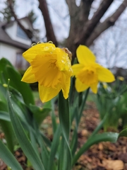 Narcisseae