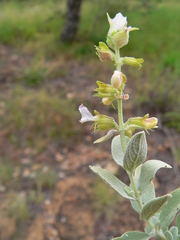 Syncolostemon