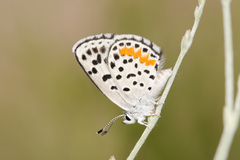 Euphilotes rita rita