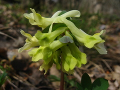 Corydalis caucasica