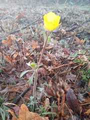 Ranunculus ollissiponensis