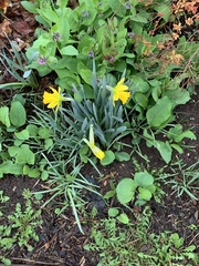 Narcissus pseudonarcissus