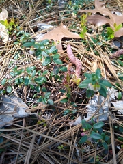 Vaccinium crassifolium