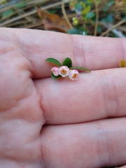 Vaccinium crassifolium
