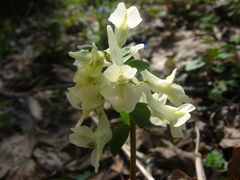 Corydalis caucasica