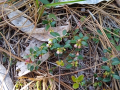Vaccinium crassifolium