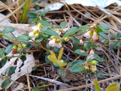 Vaccinium crassifolium