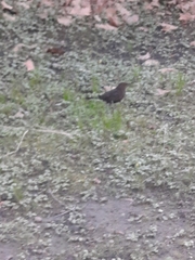 Turdus merula