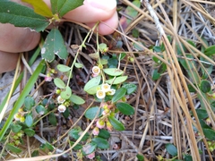 Vaccinium crassifolium