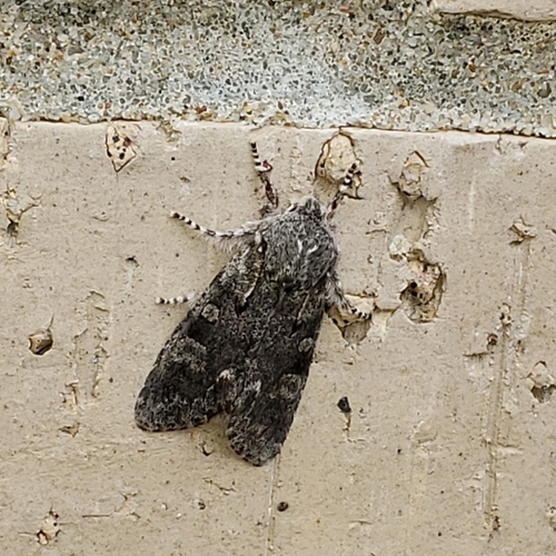 Chosen Sallow photo 5