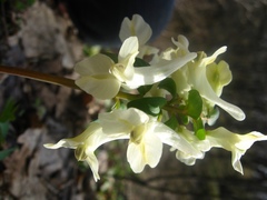 Corydalis caucasica