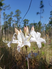 Rhododendron atlanticum