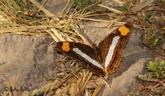 Adelpha iphicleola iphicleola