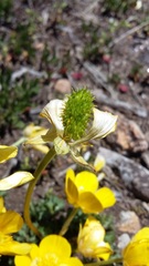 Ranunculus ollissiponensis