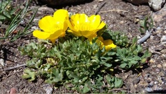 Ranunculus ollissiponensis