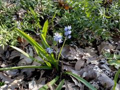 Scilla bithynica