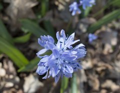 Scilla bithynica